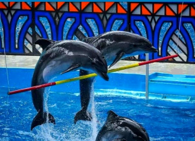 Kemer deki Dolphinarium Gezisi